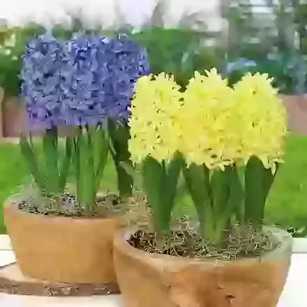 Collection 3